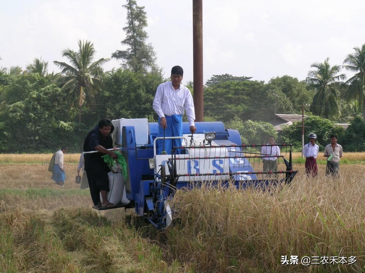 缅甸绿豆市场行情实时播报