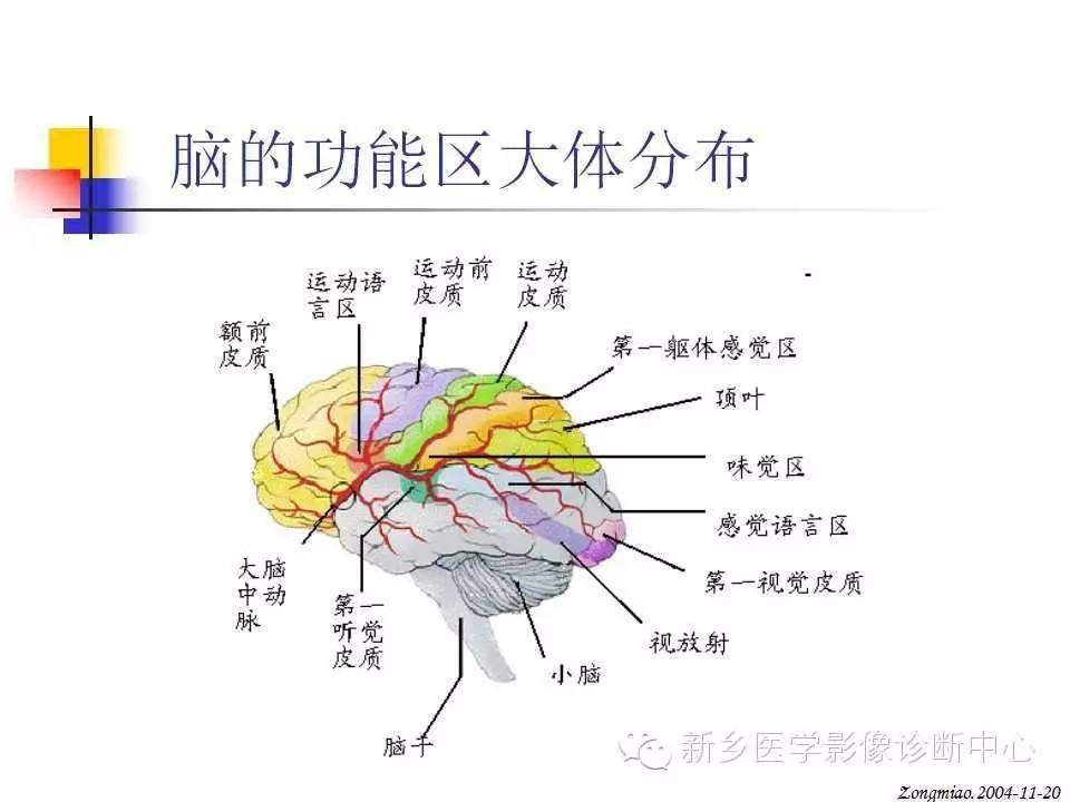 脑力新图谱：揭秘大脑功能分布的最新全景图